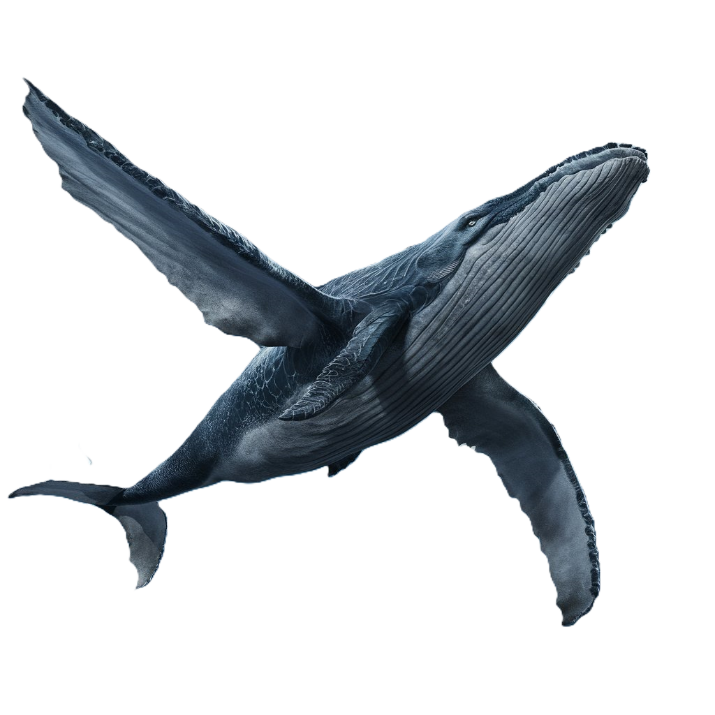 Baleen whale dragon transparent background
